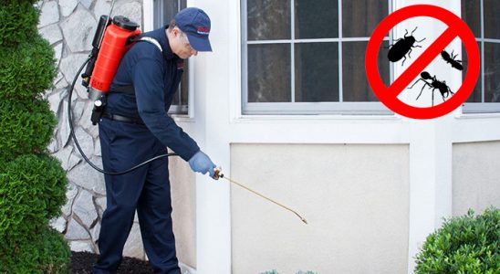 Çeltik Böcek İlaçlama böcek ilaçlama ve haşere kontrolü — ilaclama-tr.com